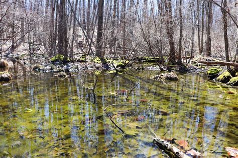 Vernal Pools: The Valley's Special Spring Amphibian Habitat - Scenic Hudson