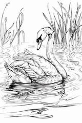 Swan Coloring Page Line Art  Premium AI Generated Image sketch template
