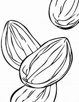 Nuts Coloring Page At GetColoringscom  Free Printable Colorings Pages sketch template
