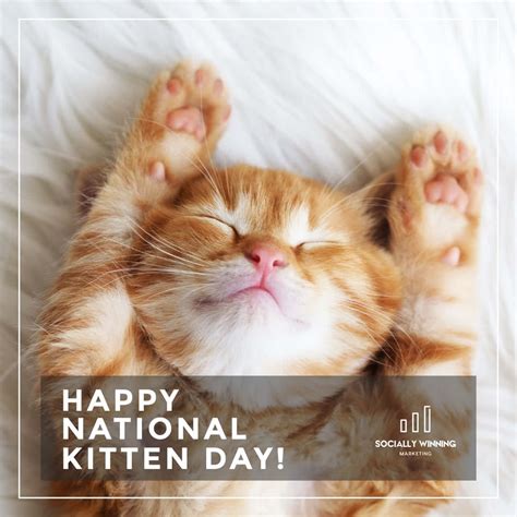 It's a cat's world...we just live in it! 🐈😁 Happy National Kitten Day ...