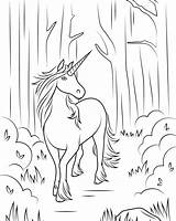 Unicorn Coloring Pages For Adults  Best Kids sketch template