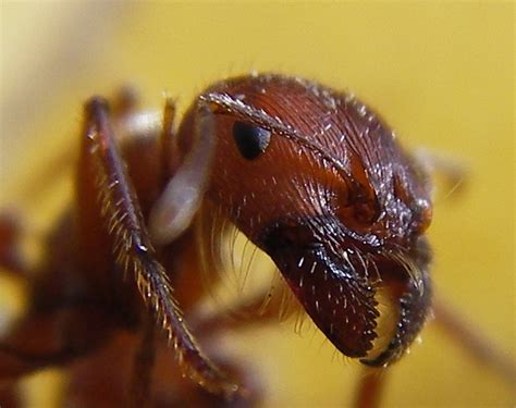 File:Ant head closeup.jpg - Wikimedia Commons