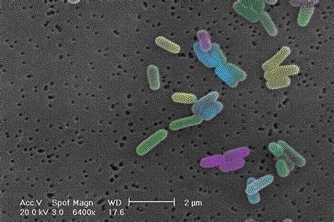 The Extraordinary Power of Marine Microbes | Leviathan