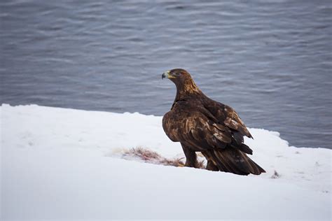 Golden Eagle - Yellowstone National Park (U.S. National Park Service)