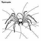 Trapdoor Spider coloring Page And Outline Vector Design  Premium AI sketch template