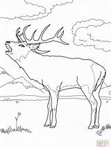 Bull Elk Coloring Pages At GetColoringscom  Free Printable Colorings sketch template
