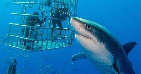 Meet Deep Blue, The Largest Great White Shark Ever Caught On Camera ...