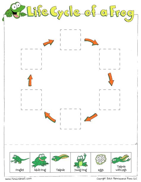 Frog Life Cycle Worksheet - Wordworksheet.com