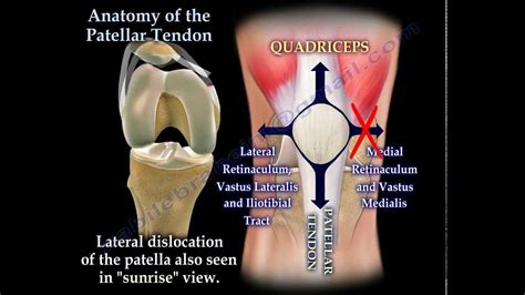 Pin on ARTICULATIONS & BONES A&P VIDEOS