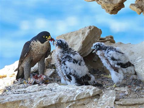 Peregrine Falcon Bird Facts (Falco peregrinus) | Bird Fact