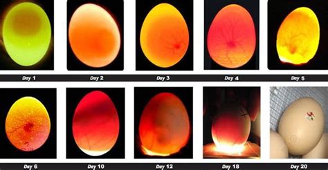 How to Incubate Chicken or Duck Eggs from fertile, hatching egg ...