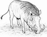 Warthog Coloring Pages  Free Printable For Kids sketch template