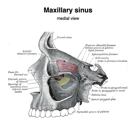 Maxillary Nasal Process