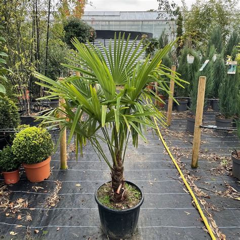 Buy Winter Hardy Palm Trees | Trachycarpus Fortunei | Delivery by Charellagardens