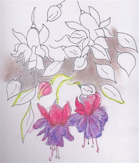 Hanging flowers. Pencil and pastel. 2015. | Hanging flowers, Sketches, Art