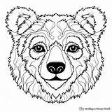 Bear Face Coloring Pages  Free & Printable sketch template