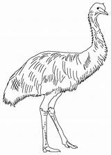 Soft Feathered emu coloring page  Download Free sketch template