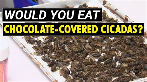 Chocolatier serves up cicada sweets | Dipping insects in chocolate to make sweet and crunchy ...