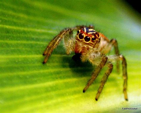 4 eyed spider | Flickr - Photo Sharing!