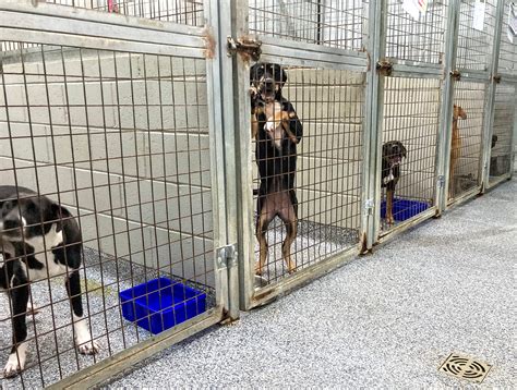 The Ballarat Animal Shelter is seeking new homes for more than 60 dogs | City of Ballarat
