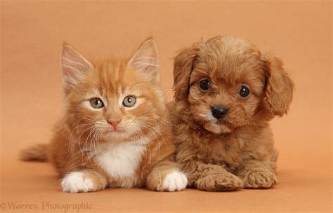 Pets: Cavapoo pup and ginger kitten on brown background photo WP31724