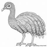 Emu Coloring Pages  Free & Printable sketch template