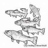 Trout Coloring Pages  Free & Printable sketch template