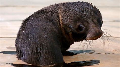 Taronga Zoo welcomes birth of long-nosed seal pup | Video