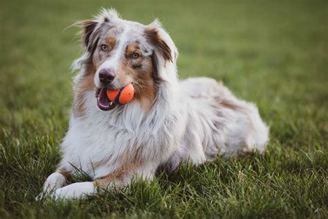 Border Collie Dog Breed Information - BorderCollieHealth