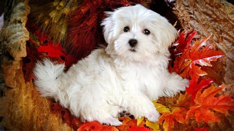 Fluffy Maltese White Puppy Dog HD Dog Wallpapers | HD Wallpapers | ID ...