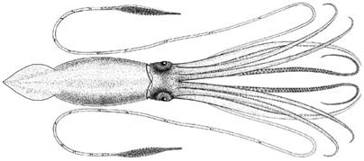 Giant squid - Wikipedia