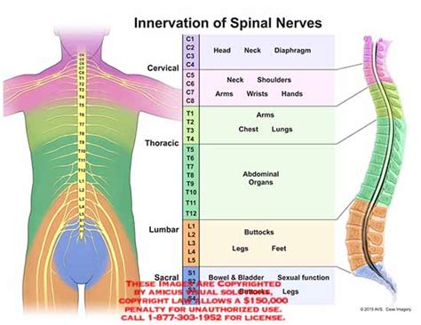 innervation – Anatomy Exhibits