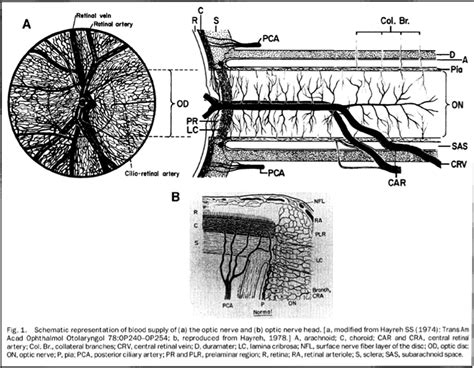 Cureus | A Review of the Vascular Anatomy of the Optic Nerve Head and Its Clinical Implications