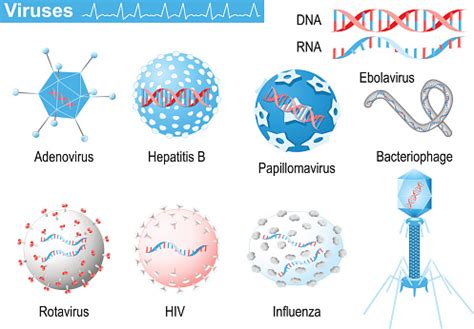 Viruses Rna And Dna Medical Infographic Set With Icons Of Viruses Stock Illustration - Download ...