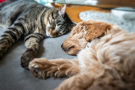 How Pets Benefit Our Health | Growing Bolder®
