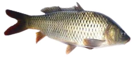 Common Carp Breeding