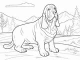 Basset Hound Coloring Page For Grown Ups  sketch template