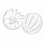 Melons Coloring Page For Kids  Free Melon Printable Pages sketch template