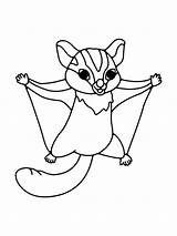 Sugar Glider coloring Pages sketch template