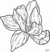 Magnolia Flower coloring Page  Free Printable Coloring Pages sketch template