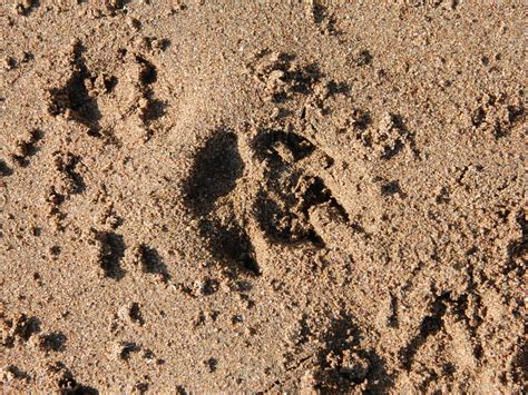 DSCN0150.JPG | Dog paw print in sand | Simon Waters | Flickr