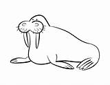 Walrus Coloring Pages For Kids sketch template