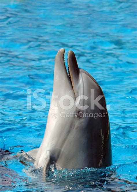 Dolphin Happy Stock Photo | Royalty-Free | FreeImages