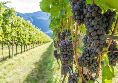 How to Train Grape Vines - Minneopa Orchards