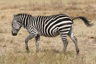 File:Zebra running Ngorongoro.jpg - Wikipedia