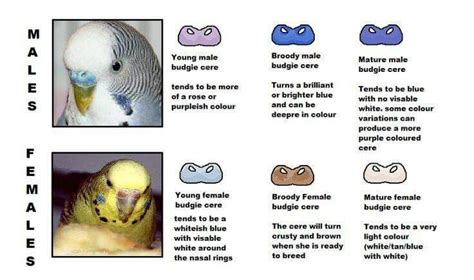 Pretty helpful | Budgies, Budgies bird, Pet birds