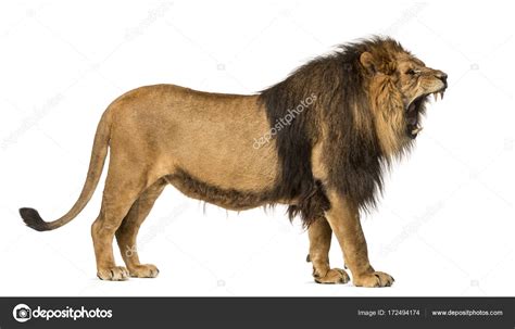 Lions Side View / Download 120+ royalty free lion side view vector images. - pic-weiner