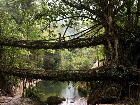 🔥 the living root bridges of Meghalaya, India! : r/NatureIsFuckingLit