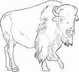 African Buffalo coloring Page  Animals Town Animal color Sheets sketch template