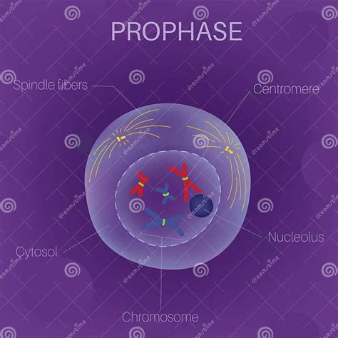 The Cell Cycle -Prophase stock vector. Illustration of prophase - 133837817